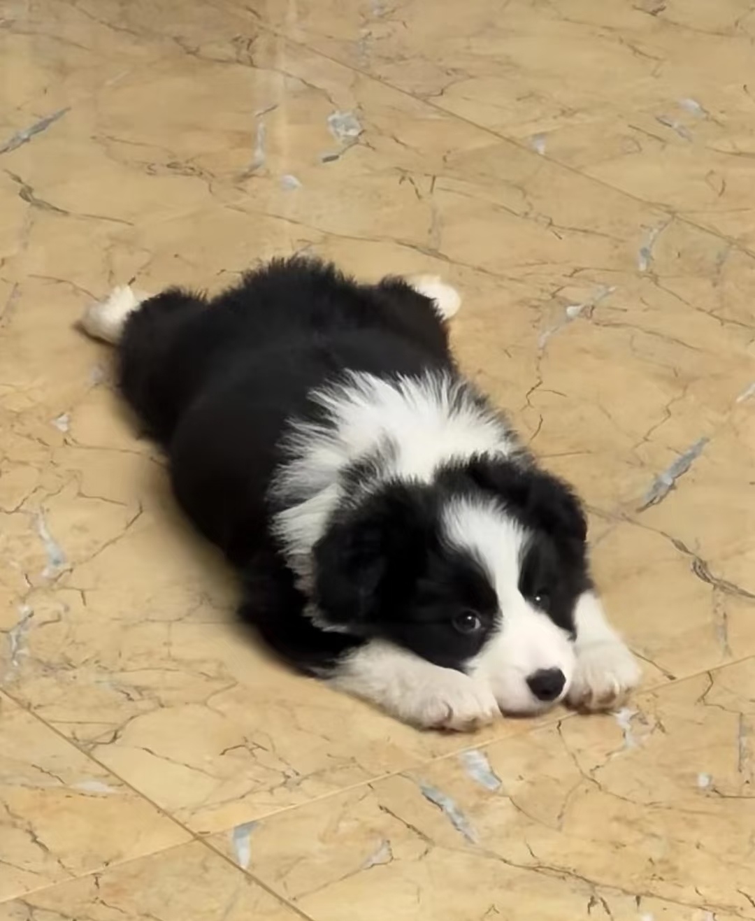 进牧羊犬的智商相当于六到八岁儿童，学习能力强